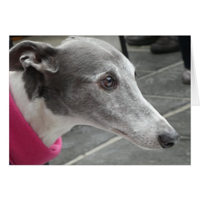 Greyhound-Fotokarte (Vorderseite (Horizontal))