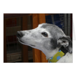 Greyhound-Fotokarte