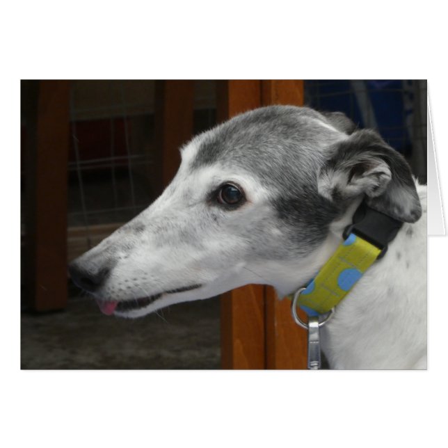 Greyhound-Fotokarte (Vorderseite (Horizontal))