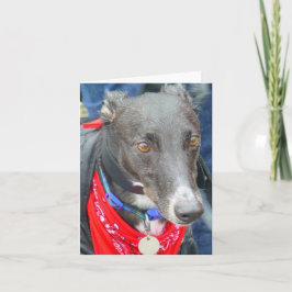 Greyhound-Fotokarte (p290) Karte