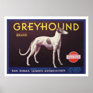 Greyhound Fruchtkäfigkennzeichnung Poster