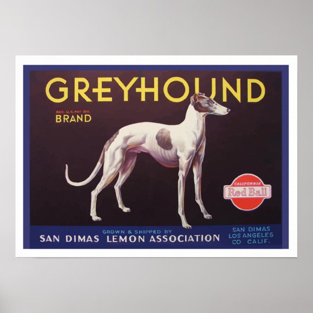 Greyhound Fruchtkäfigkennzeichnung Poster (Vorne)