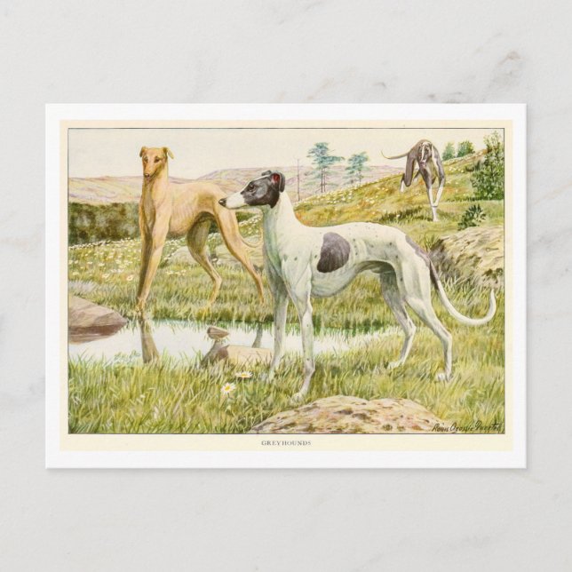Greyhound Hunde Postkarte (Vorderseite)