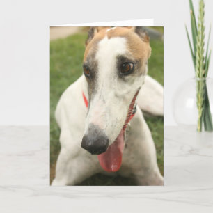 Greyhound Karte