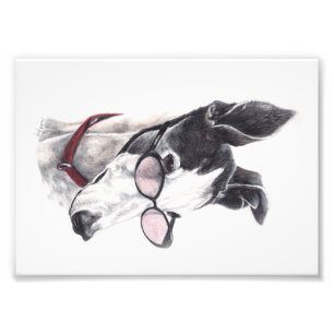Greyhound mit Brille Foto Art Print