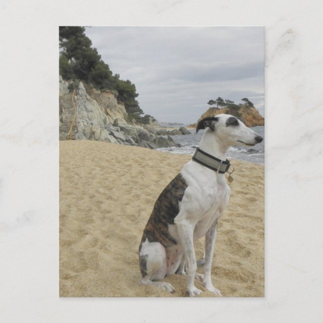 Greyhound Postcard Postkarte (Vorderseite)
