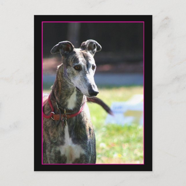 Greyhound Postkarte (Vorderseite)