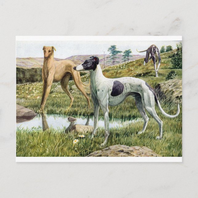 Greyhound Postkarte (Vorderseite)