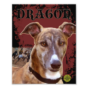 Greyhound Print Fotodruck