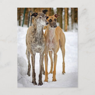 Greyhound Puppy Dogs- Brindle And Tan Stickers Postkarte