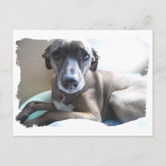 Greyhound Puppy Postcard Postkarte (Vorderseite)