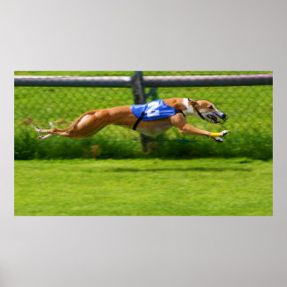 Greyhound Racing Poster