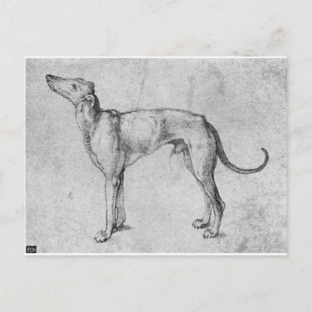 Greyhound von Albrecht Durer Postkarte (Vorderseite)