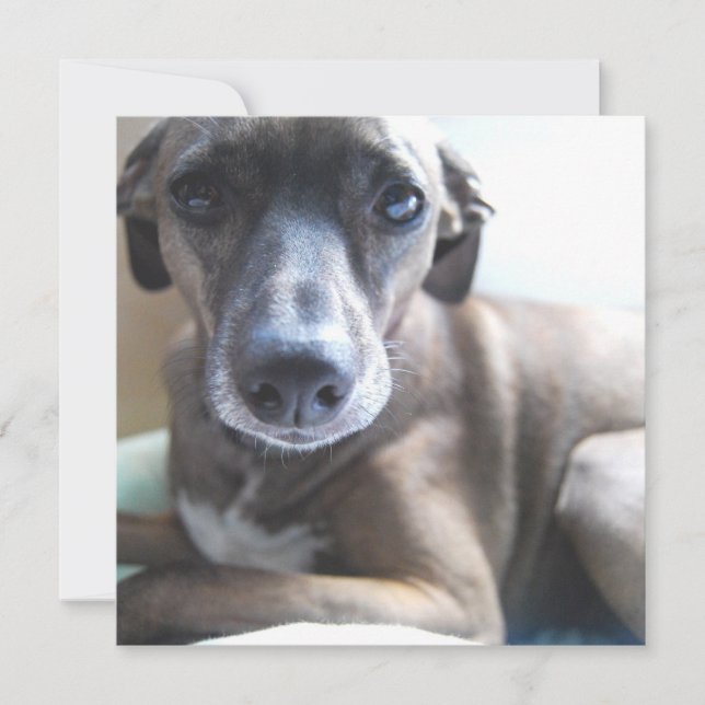 Greyhound Welpen-Hundeeinladung Einladung (Vorderseite)