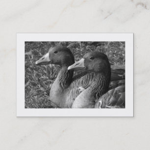 Greylag Gänse B&W (grenzt) Visitenkarte