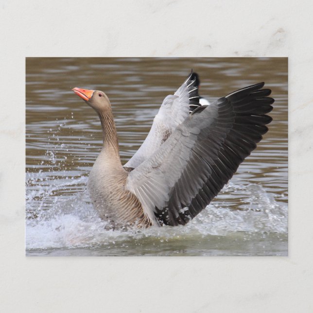 Greylag Gänse Postkarte (Vorderseite)