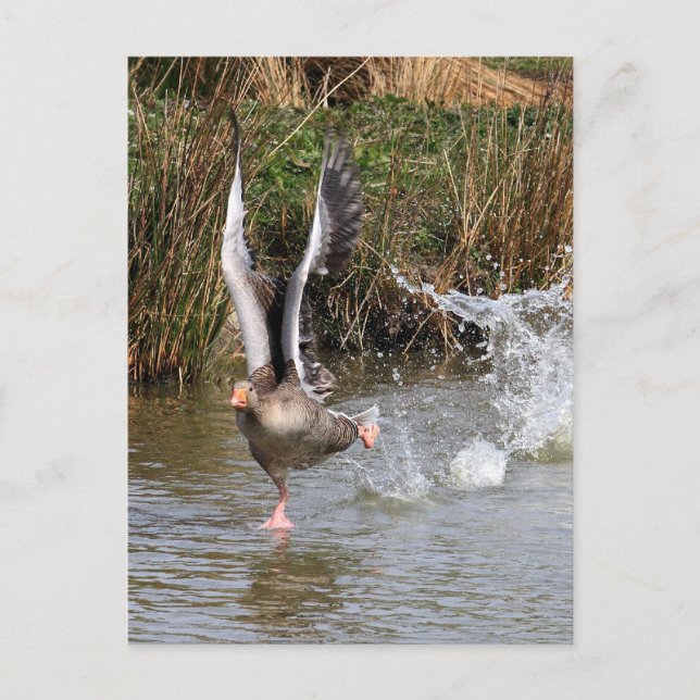 Greylag Gänse Postkarte (Vorderseite)