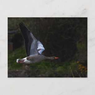 Greylag Gänse Postkarte