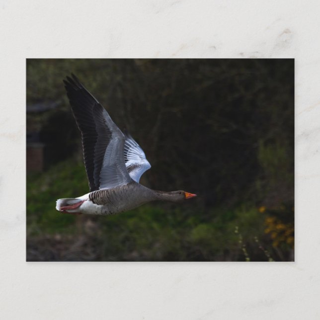 Greylag Gänse Postkarte (Vorderseite)