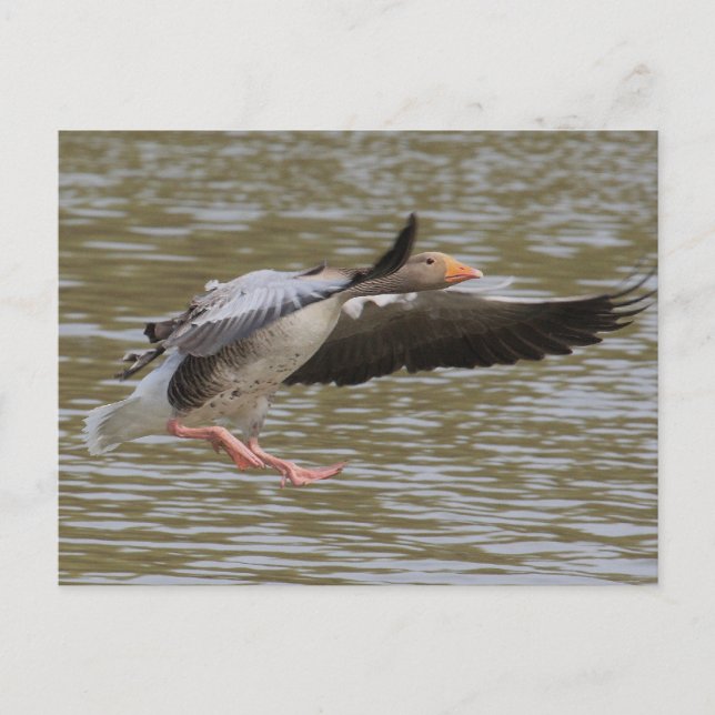 Greylag Gänse Postkarte (Vorderseite)