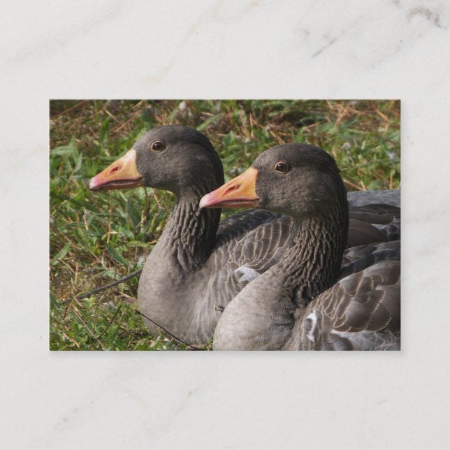 Greylag Gänse Visitenkarte (Vorderseite)