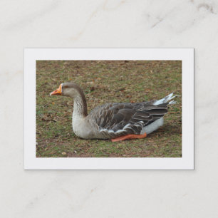 Greylag Swan Goose Cross (grenzt) Visitenkarte