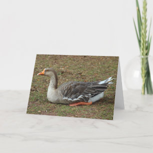 Greylag Swan Goose Cross Karte