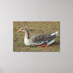 Greylag Swan Goose Cross Leinwanddruck