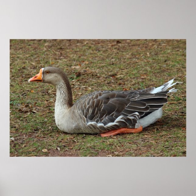 Greylag Swan Goose Cross Poster (Vorne)