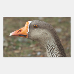 Greylag Swan Goose Cross Rechteckiger Aufkleber