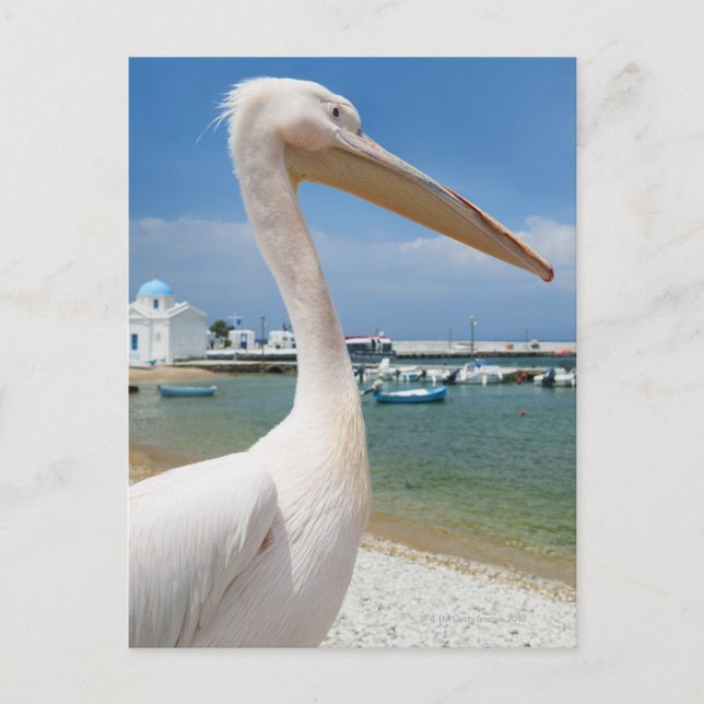 Griechenland, Cyclades Islands, Mykonos, Pelican Postkarte (Vorderseite)