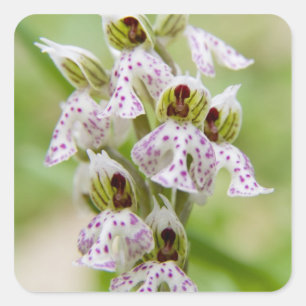 Griechenland, Kreta. Orchidee in Blüte Orchis Quadratischer Aufkleber