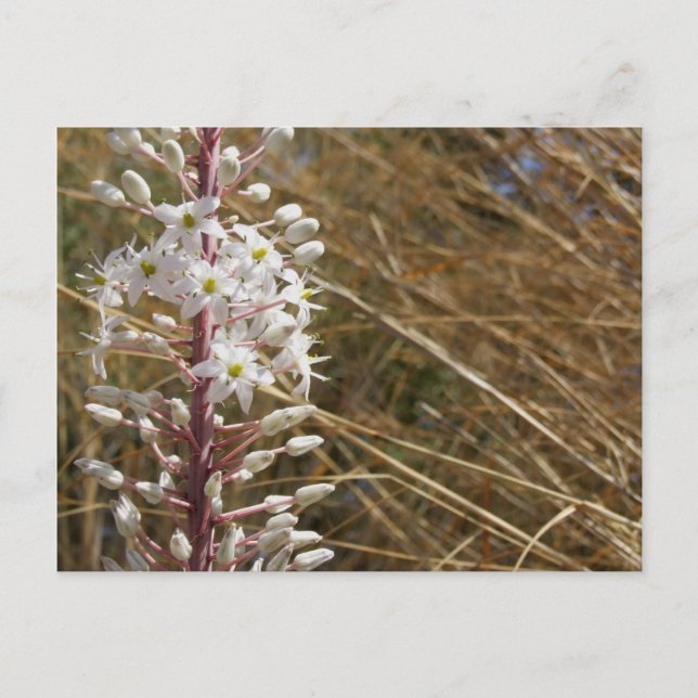 Griechische Blume Postcard Postkarte (Vorderseite)