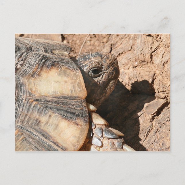 Griechische Land-Schildkröte/Schildkröte Postkarte (Vorderseite)