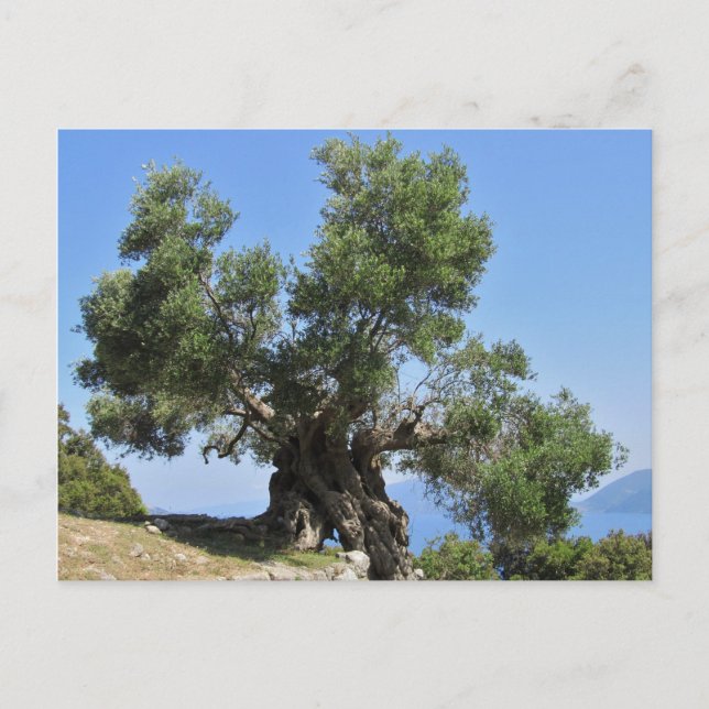 Griechischer Olivenbaum (Kefalonia) Postkarte (Vorderseite)
