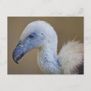 Griff Postcard Postkarte