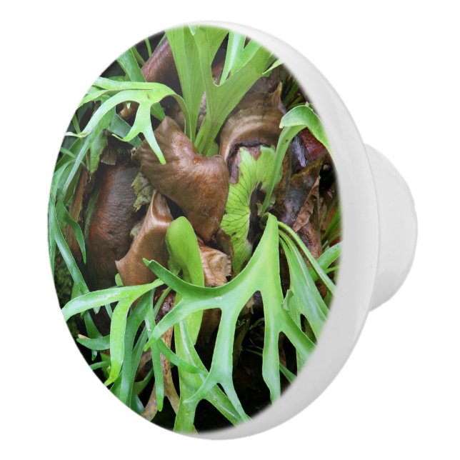 Griff - Staghorn Farn (Rechts)