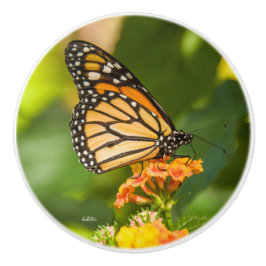 Griff von Phototür eines Schmetterlinges