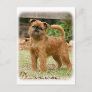 Griffon Bruxellois 9Y406D-078 Postkarte