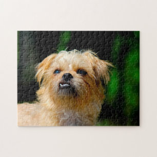 Griffon-Hunde-Puzzles. Puzzle