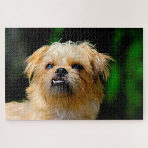 Griffon-Hunde-Puzzles. Puzzle
