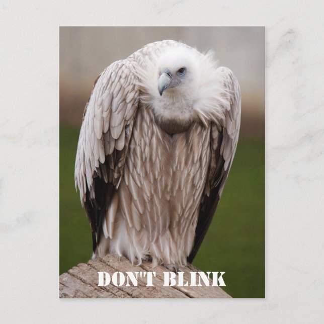 Griffon Vulture, "Don't Blink" Postcard Postkarte (Vorderseite)