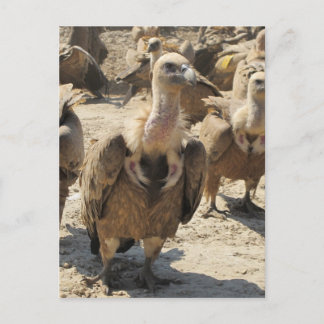 Griffon Vulture Postkarte