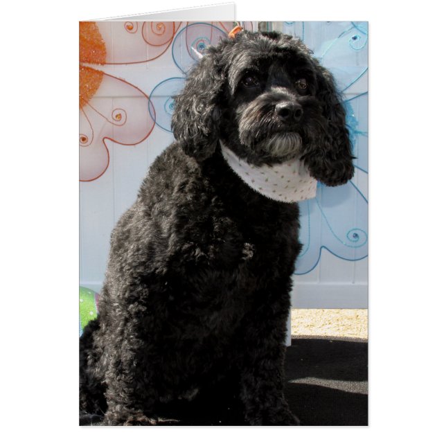 Grille - Cockerspaniel-Pudel -4 (Vorne)