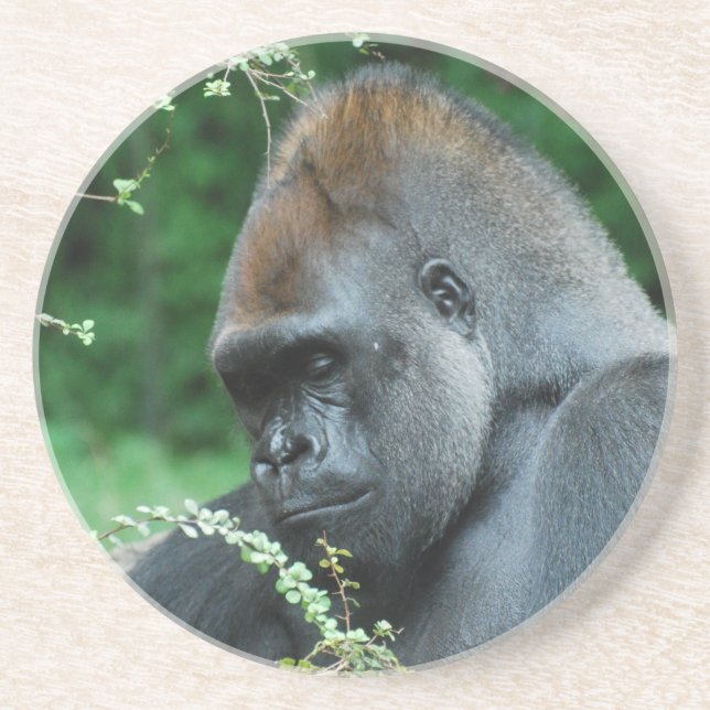 Grimmiger Gorilla Sandstein Untersetzer (Vorne)