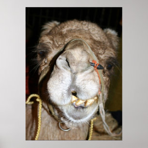 Grinning Camel Poster