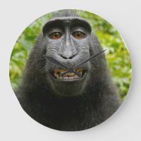 Grinning Monkey