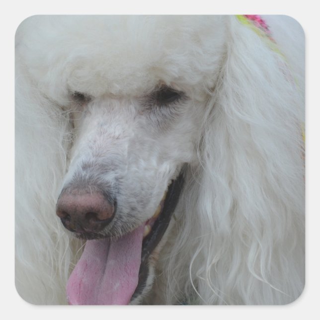 Grinning White Standard Poodle Quadratischer Aufkleber (Vorderseite)