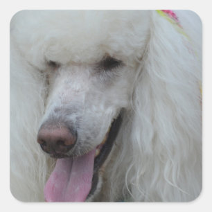 Grinning White Standard Poodle Quadratischer Aufkleber