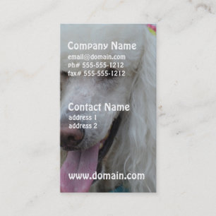 Grinsender weißer Standardpudel Visitenkarte